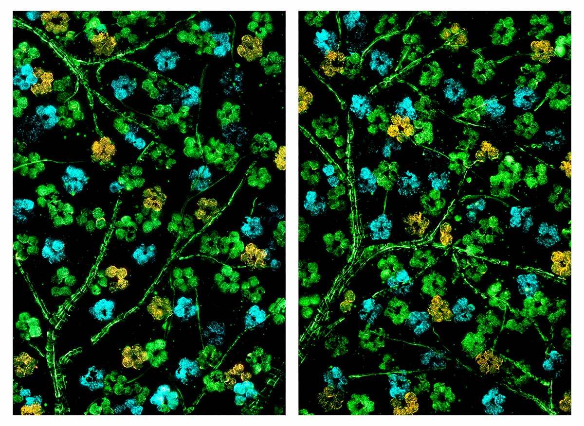 Sakura Blossom - Original - SOLD by artist Becky Smith - Wyecliffe Galleries