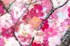 Sakura Blossom - Original - SOLD by artist Becky Smith - Wyecliffe Galleries