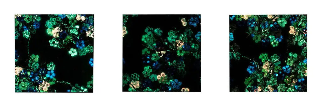 Sakura in Bloom Triptych - Original - SOLD by artist Becky Smith - Wyecliffe Galleries