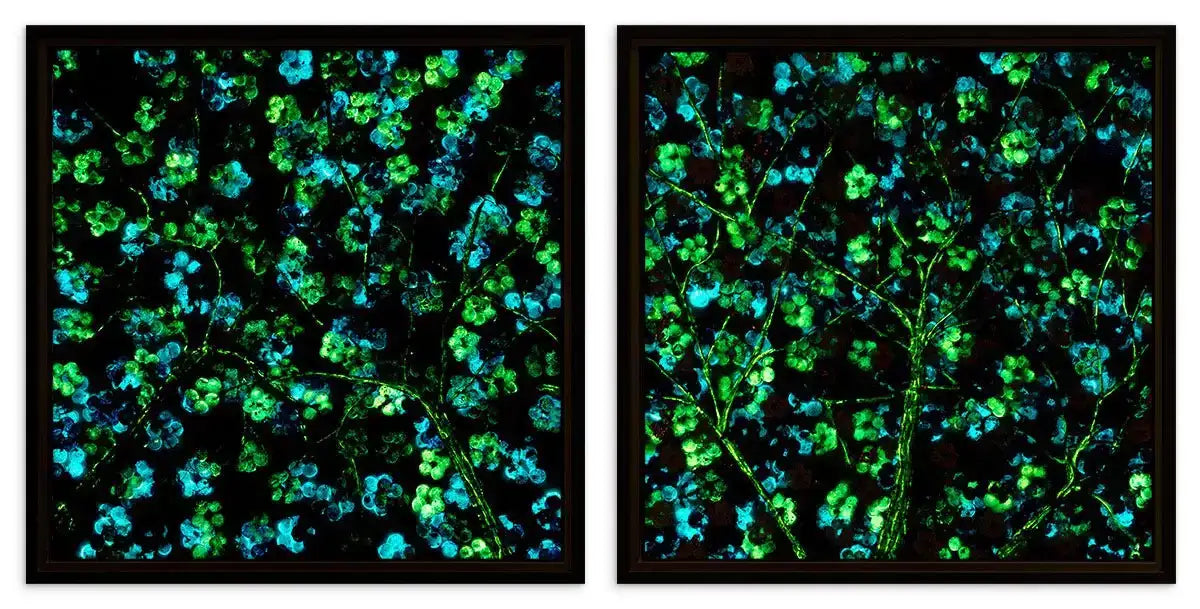 Sapphire Blossom - Diptych SET - Original - SOLD by artist Becky Smith - Wyecliffe Galleries