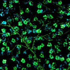 Sapphire Blossom I - Original - SOLD by artist Becky Smith - Wyecliffe Galleries