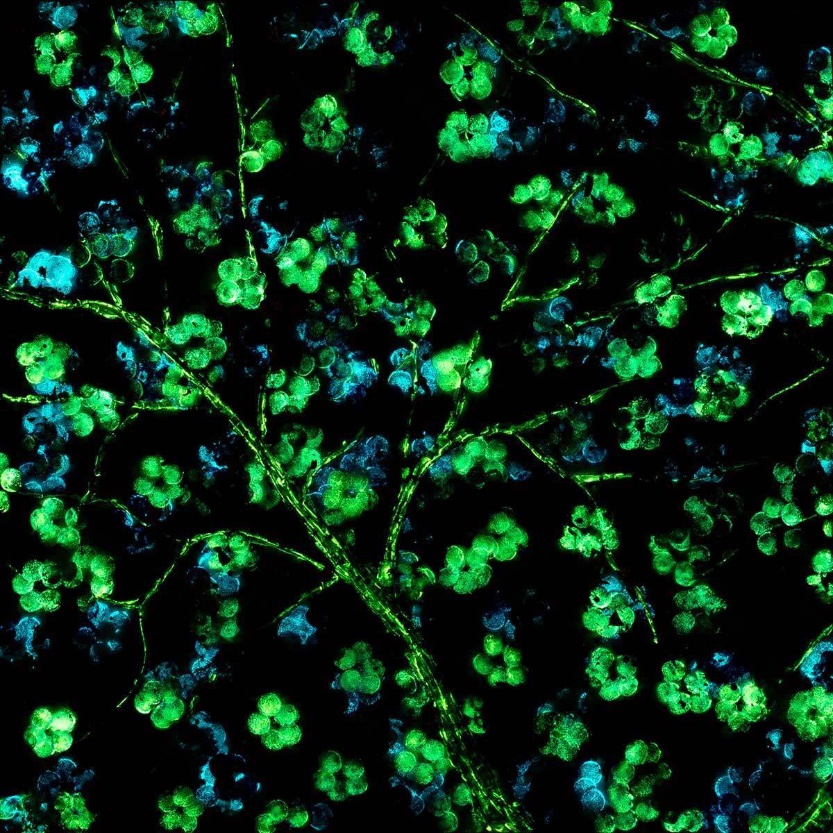 Sapphire Blossom I - Original - SOLD by artist Becky Smith - Wyecliffe Galleries