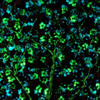 Sapphire Blossom III - Original - SOLD by artist Becky Smith - Wyecliffe Galleries