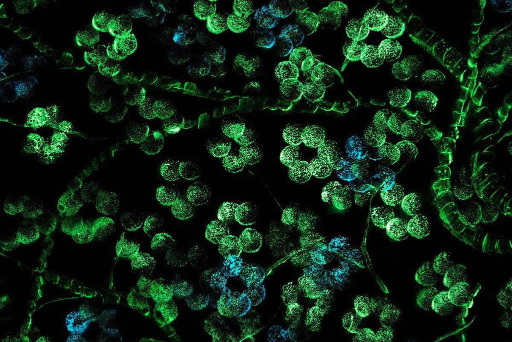 Spring At Heart - Original - SOLD by artist Becky Smith - Wyecliffe Galleries