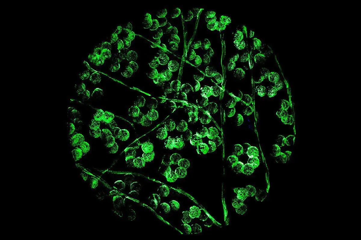 Winter in Bloom - Triptych - Original - SOLD by artist Becky Smith - Wyecliffe Galleries