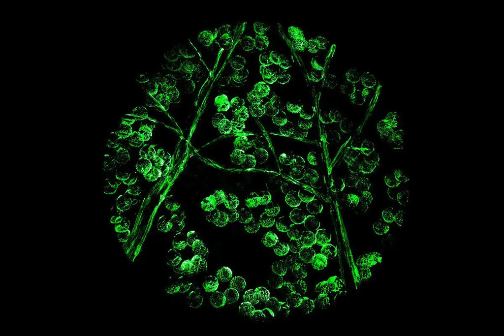 Winter in Bloom - Triptych - Original - SOLD by artist Becky Smith - Wyecliffe Galleries