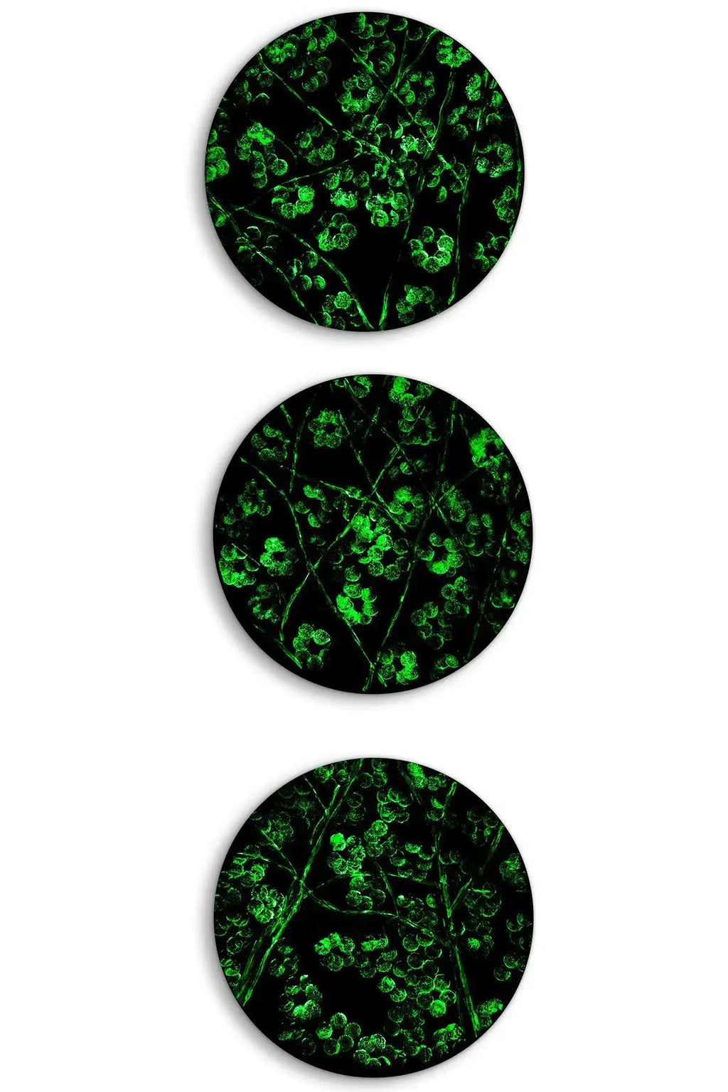 Winter in Bloom - Triptych - Original - SOLD by artist Becky Smith - Wyecliffe Galleries