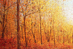 Autumn Splendour - SOLD by artist Chris Bourne - Wyecliffe Galleries