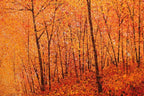 In the Middle of Autumn - SOLD by artist Chris Bourne - Wyecliffe Galleries