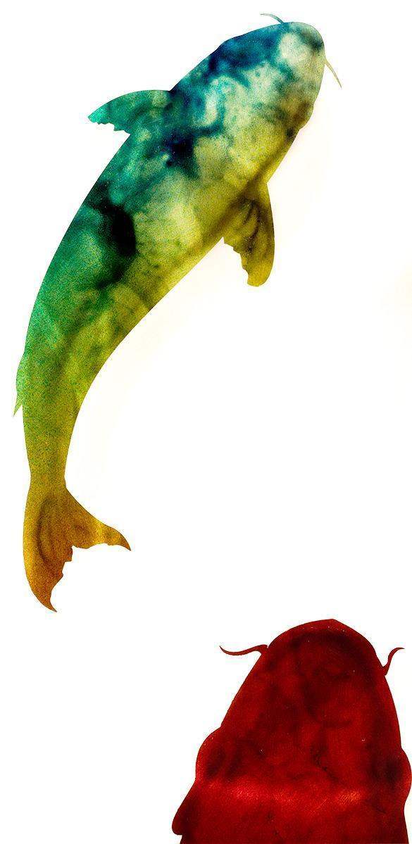 Koi Carp - SOLD by artist Chris DeRubeis - Wyecliffe Galleries