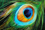Peacock Teion - Original by artist Faye Nasser-Joley - Wyecliffe Galleries