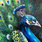 Peacock Teion - Original by artist Faye Nasser-Joley - Wyecliffe Galleries