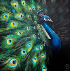 Peacock Teion - Original by artist Faye Nasser-Joley - Wyecliffe Galleries