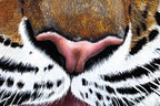 Tiger Kaito - Original by artist Faye Nasser Joley - Wyecliffe Galleries