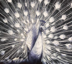 Willow - SOLD by artist Faye Nasser-Joley - Wyecliffe Galleries