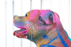 Pitbull - Original Sculpture SOLD by artist Jeremy Olsen - Wyecliffe Galleries