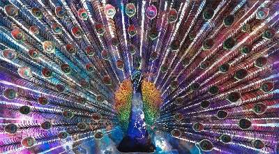 Peacock Dance Mural - Published Original -SOLD by artist Kerry Darlington - Wyecliffe Galleries