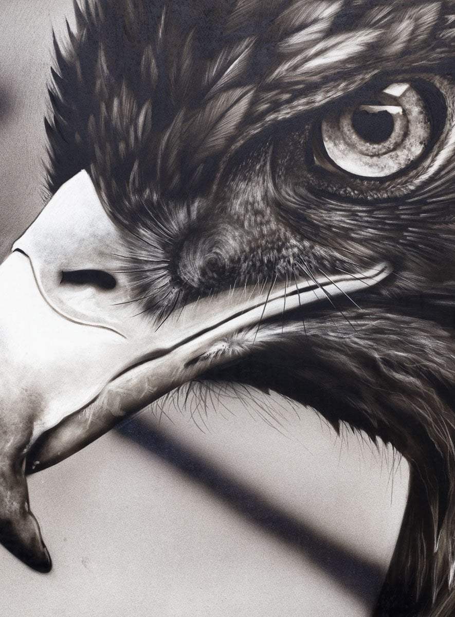 Eagle Eye - Original by artist Kim Rose - Wyecliffe Galleries