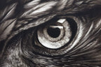 Eagle Eye - Original by artist Kim Rose - Wyecliffe Galleries