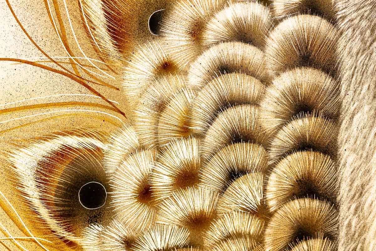 Flamboyant Feathers - Original by artist Kim Rose - Wyecliffe Galleries