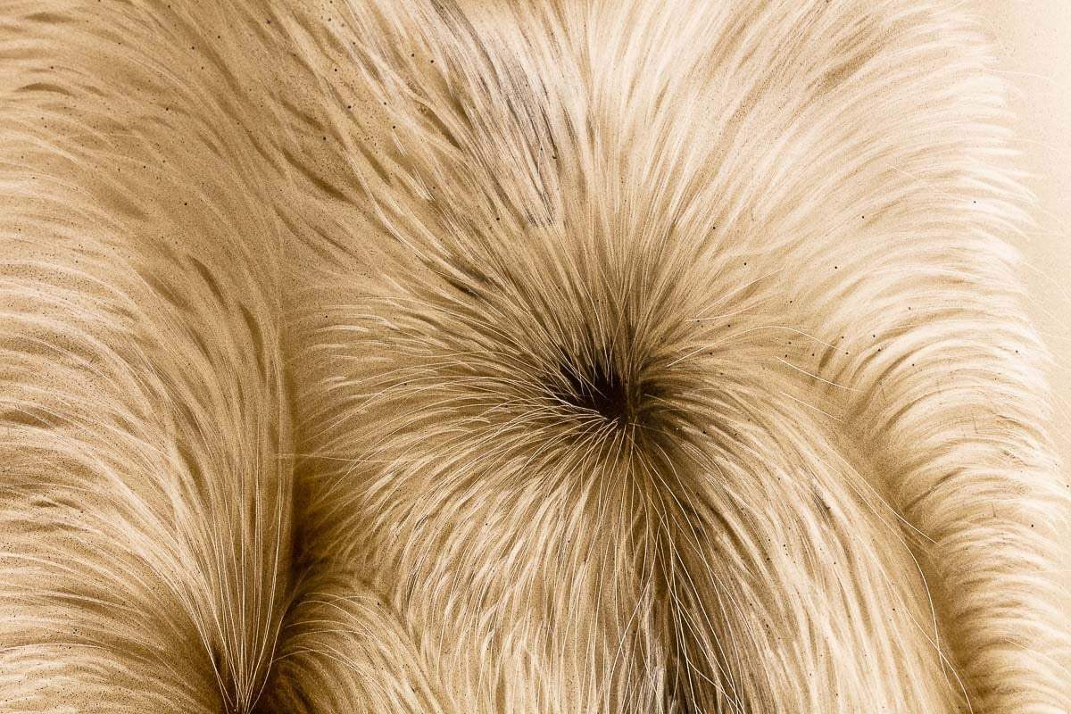 Herbie - Original by artist Kim Rose - Wyecliffe Galleries