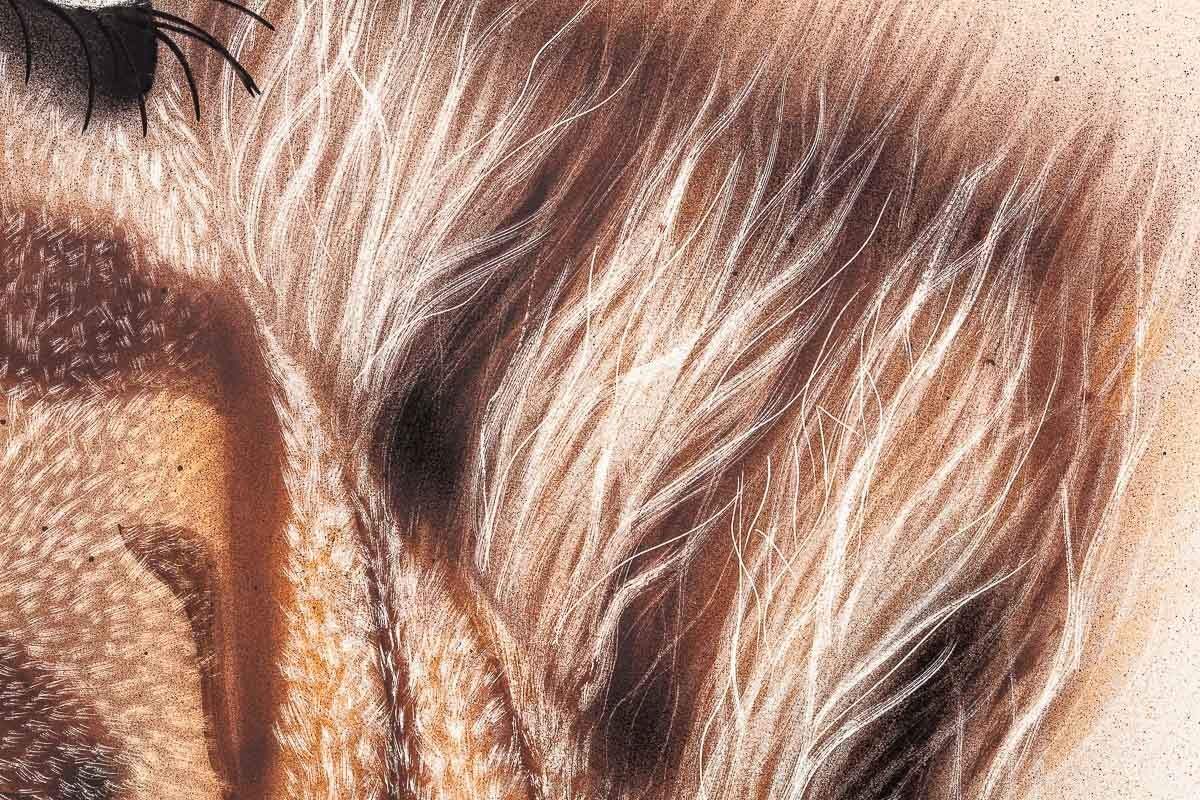 Timmy - Original - SOLD by artist Kim Rose - Wyecliffe Galleries