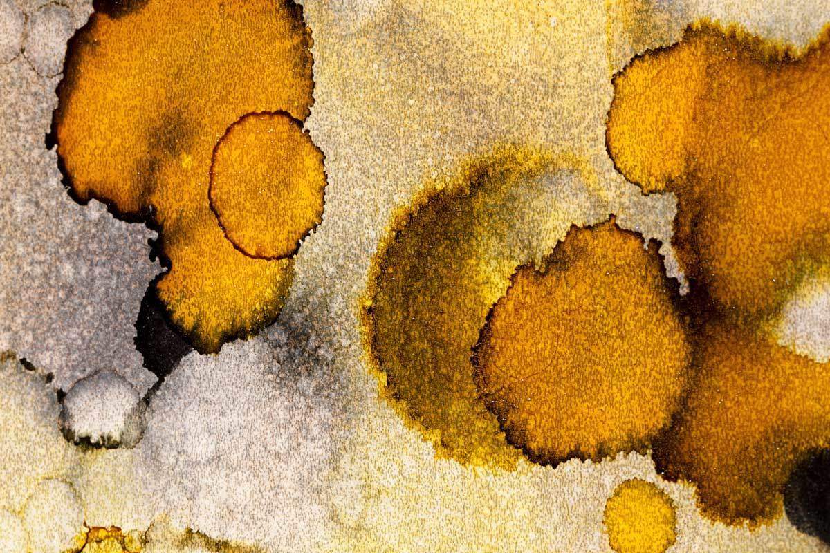 Ephemera - Original - SOLD by artist Louise Schofield - Wyecliffe Galleries