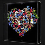 Limenitis Camilla - Original - SOLD by artist Michael Olsen - Wyecliffe Galleries