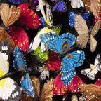 Limenitis Camilla - Original - SOLD by artist Michael Olsen - Wyecliffe Galleries