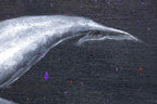 Humpback Whale II - Original - SOLD by artist Michael Summers - Wyecliffe Galleries