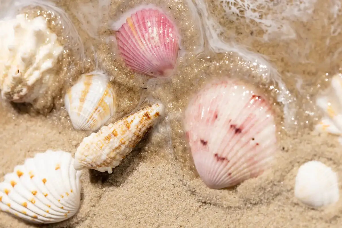 Seashells - Original - SOLD by artist Michelle Smith - Wyecliffe Galleries