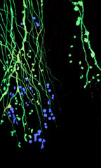 The First Signs of Spring I - Original - SOLD by artist Robin Eckardt - Wyecliffe Galleries