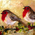 Cardinal Couple Rozanne Bell Framed