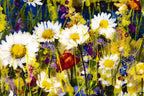 Daisies by the Lake - Original - SOLD by artist Rozanne Bell - Wyecliffe Galleries