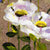 Floral Fancy Rozanne Bell Framed