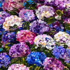 Hydrangeas in Bloom - Original - SOLD by artist Rozanne Bell - Wyecliffe Galleries