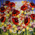 Pretty Poppies II - SOLD Rozanne Bell