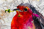 Red Breast - Original - SOLD by artist Rozanne Bell - Wyecliffe Galleries