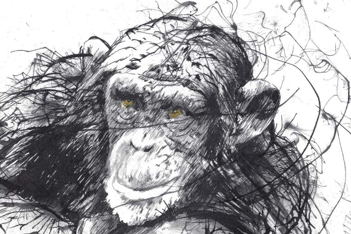 Chimps and Gravy - Edition by artist Scott Tetlow - Wyecliffe Galleries