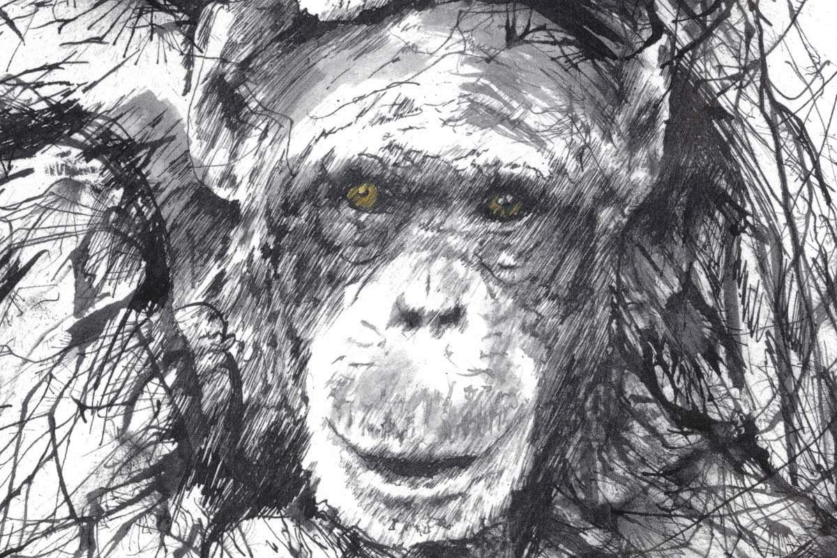 Chimps and Gravy - Edition by artist Scott Tetlow - Wyecliffe Galleries