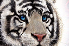 Panthera - Original - SOLD by artist Simon Wright - Wyecliffe Galleries
