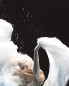 Angel 2 - Edition by artist Zena Holloway - Wyecliffe Galleries