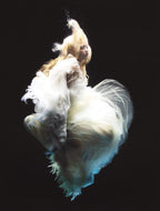 Angel 5 - Edition by artist Zena Holloway - Wyecliffe Galleries