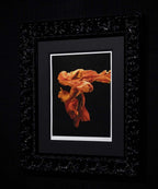 Fire l - Edition by artist Zena Holloway - Wyecliffe Galleries